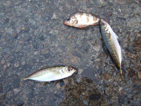 久しぶりに香住にアジ釣り。