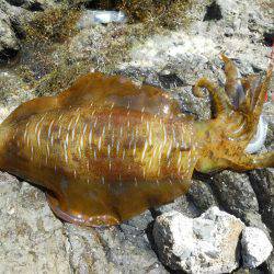 晴天、磯でアオリイカのヤエン釣り
