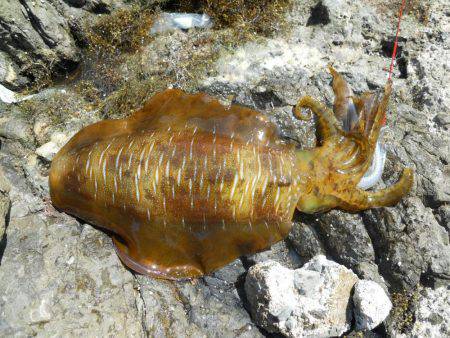 晴天、磯でアオリイカのヤエン釣り
