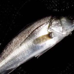 甲子園浜　ウェーディング　４５ｃｍ