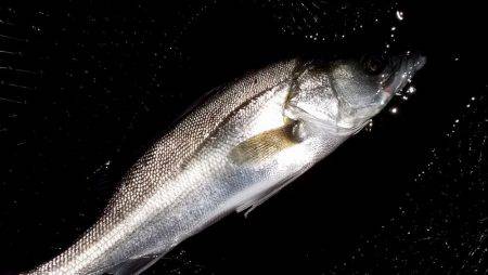 甲子園浜　ウェーディング　４５ｃｍ