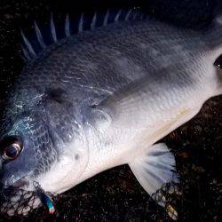 甲子園浜　２日連続　キビレとシーバス