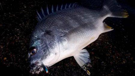 甲子園浜　２日連続　キビレとシーバス