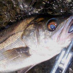 甲子園浜　デイゲーム　シーバス５×キビレ２×エイ４