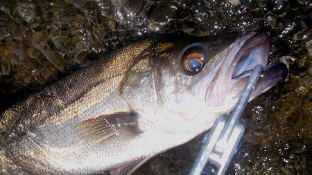 甲子園浜　デイゲーム　シーバス５×キビレ２×エイ４