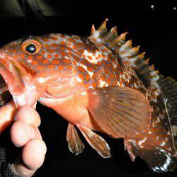 最後に、ドンっ