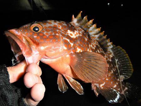 最後に、ドンっ