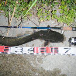 シーバス釣れずナマズ