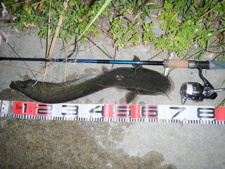 シーバス釣れずナマズ