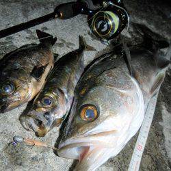 アジングは不調