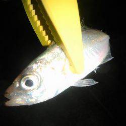 本日も釣れません