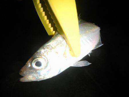 本日も釣れません