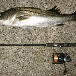 シーバスバチ抜け