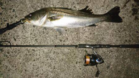 シーバスバチ抜け