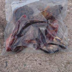 ガシラ32㎝を筆頭に