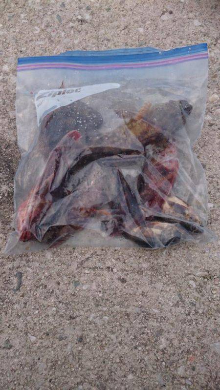 ガシラ32㎝を筆頭に