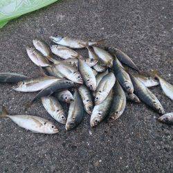 ジャンボ釣りたい