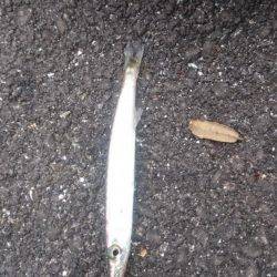 佐喜浜から恵比須浜まで