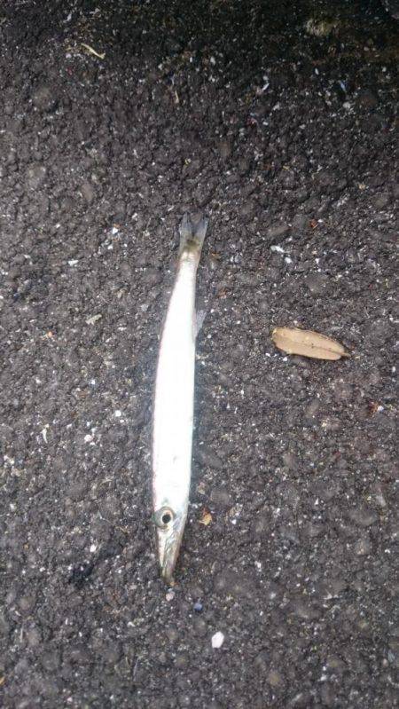 佐喜浜から恵比須浜まで