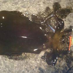 雑賀崎にて春イカ