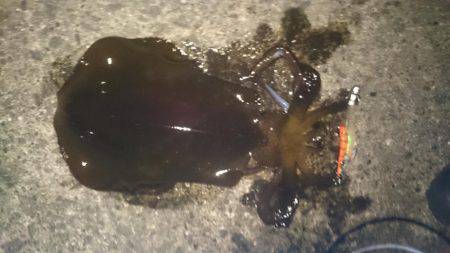 雑賀崎にて春イカ