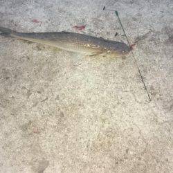 アオリはどこに？