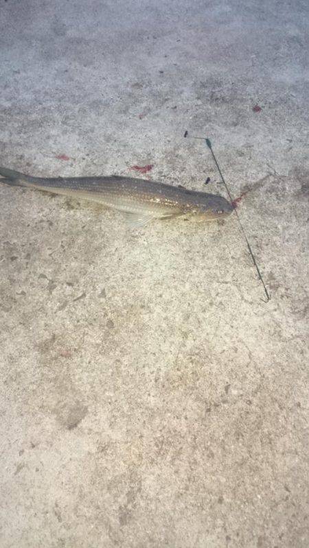 アオリはどこに？