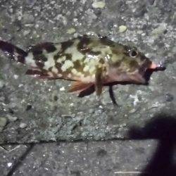 福浦ライトゲーム