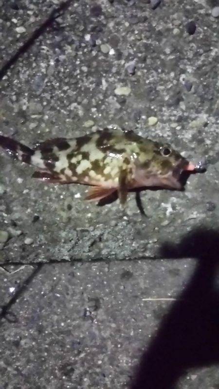 福浦ライトゲーム