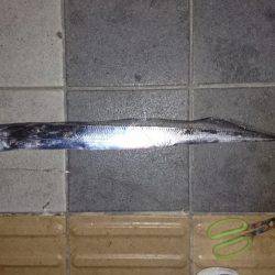 タチウオ１メートルぐらい