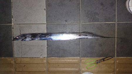 タチウオ１メートルぐらい