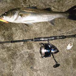 シーバスバチ抜け