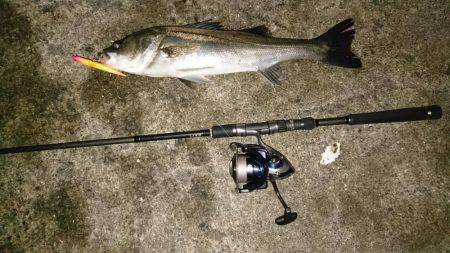 シーバスバチ抜け