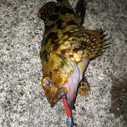 小さいメバルと普通のガシラ