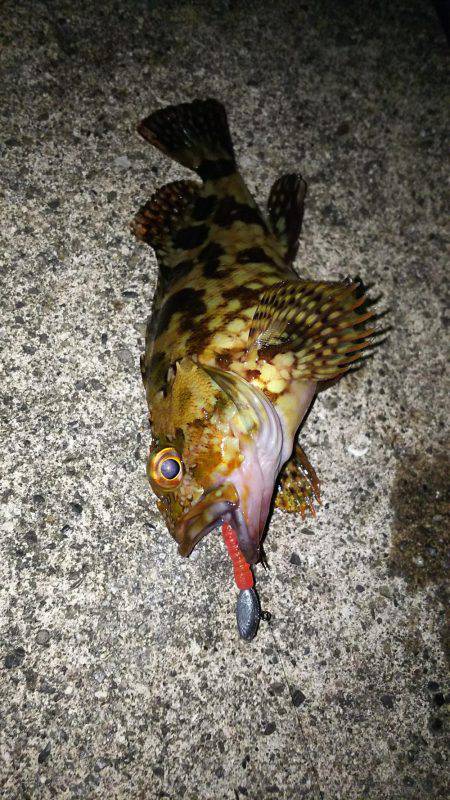 小さいメバルと普通のガシラ