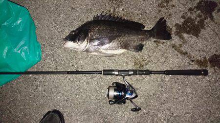 マニックでチヌ