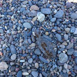 のんびりキス釣り