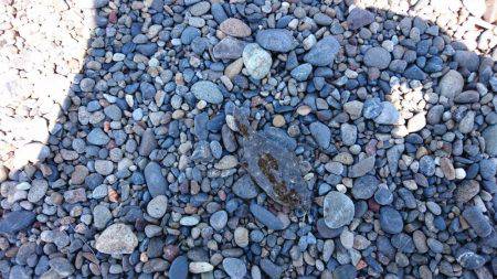 のんびりキス釣り