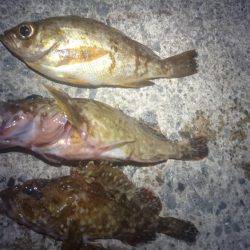 ロックフィッシング