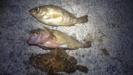 ロックフィッシング