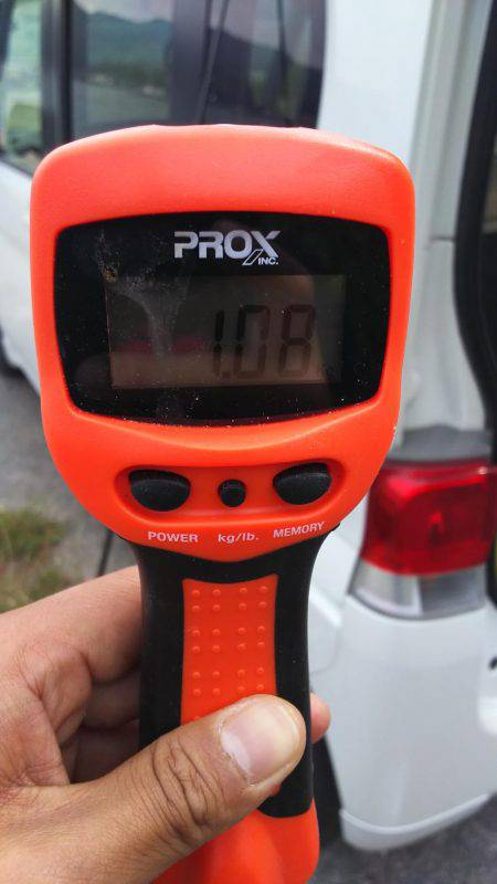 久しぶりのアオリイカ