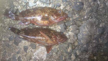 エギングでしたが…