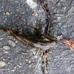 ゴールデンウィーク最終日諦めの悪い奴