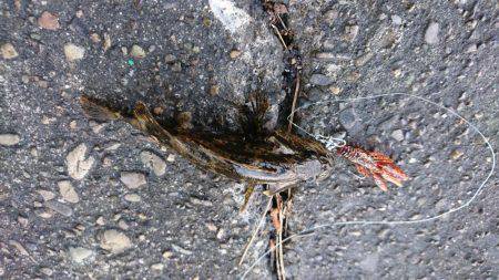 ゴールデンウィーク最終日諦めの悪い奴