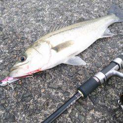 シーバスのちガシラ