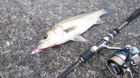 シーバスのちガシラ