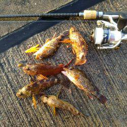 ライトロック調査