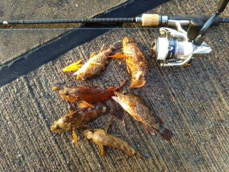 ライトロック調査