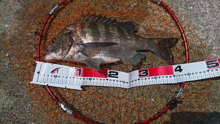 ノッコミ終盤まだいける❗