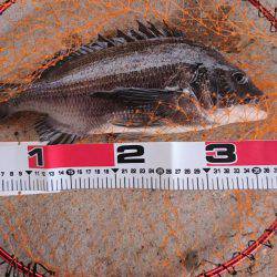 最近調子が良いので、フカセでチヌ狙い！